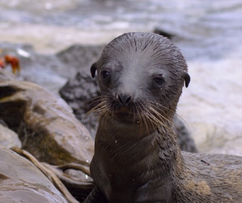 Image du film Sea Lions of the Galápagos